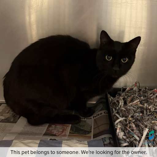 Photo of this cat.
