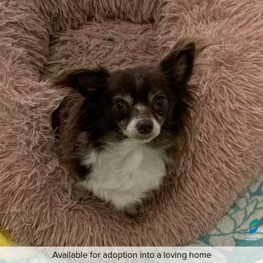 ID: D250200 Photo of this dog.