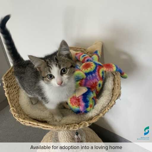 Photo of cat with ID of : C260239.