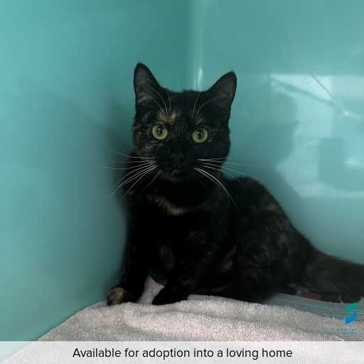 ID: C250464 Photo of this cat.