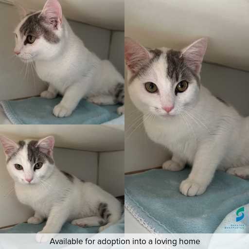 ID: C250874 Photo of cat with ID of : C250874.