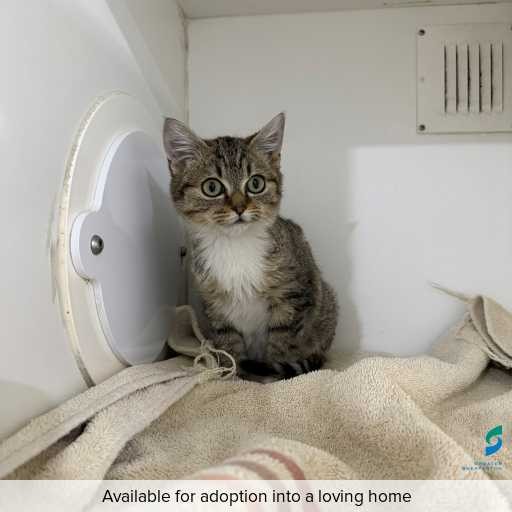 ID: C250458 Photo of this cat.