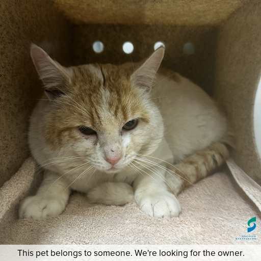 Photo of cat with ID of : C250841.
