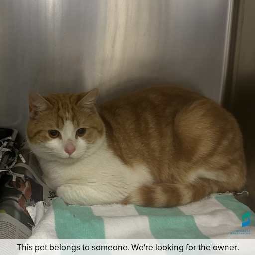 Photo of cat with ID of : C250842.