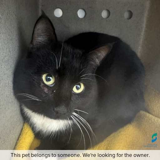 Photo of cat with ID of : C250844.