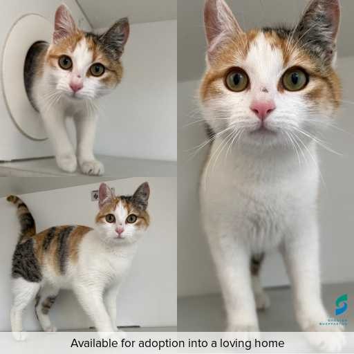 ID: C250860 Photo of cat with ID of : C250860.