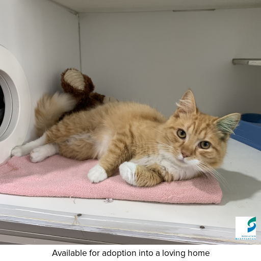 Photo of cat with ID of : C250974.