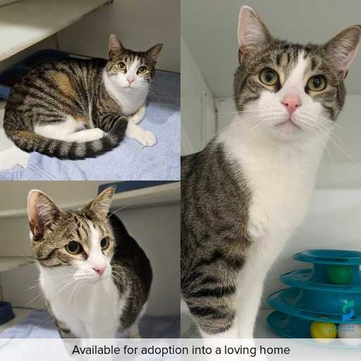 Photo of cat with ID of : C250996.