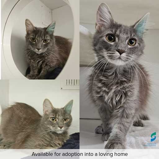 Photo of cat with ID of : C251138.