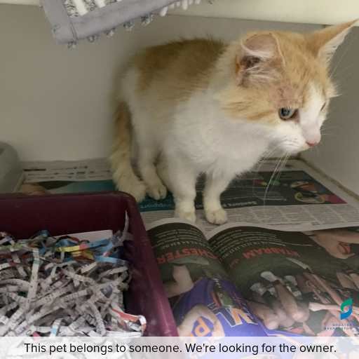 Photo of cat with ID of : C251149.