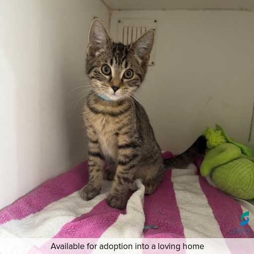 ID: C250291 Photo of this cat.