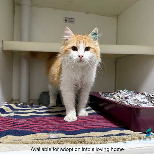 ID: C250383 Photo of this cat.