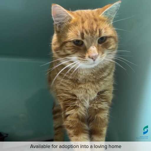 ID: C250485 Photo of this cat.
