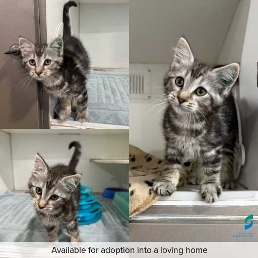 ID: C250579 Photo of this cat.