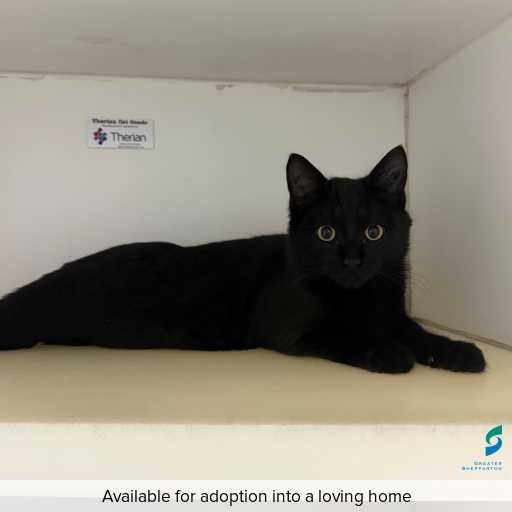 ID: C250596 Photo of this cat.
