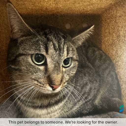 Photo of this cat.