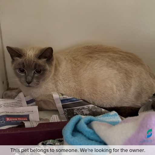 Photo of cat with ID of : C250776.