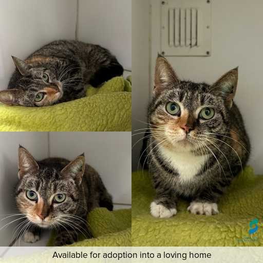 Photo of cat with ID of : C250834.