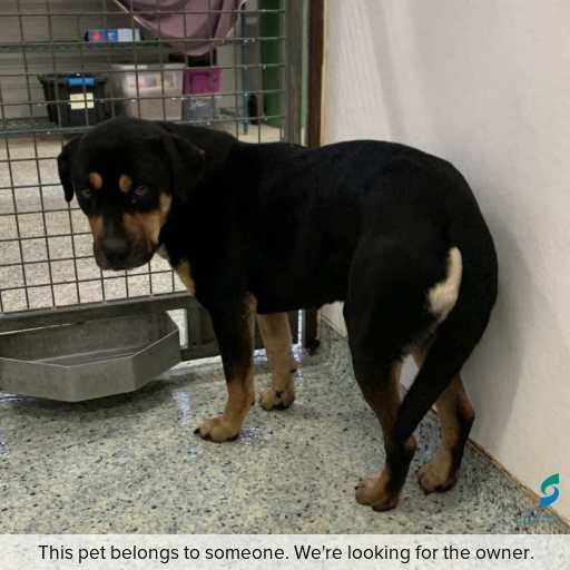 Photo of dog with ID of : D250435.