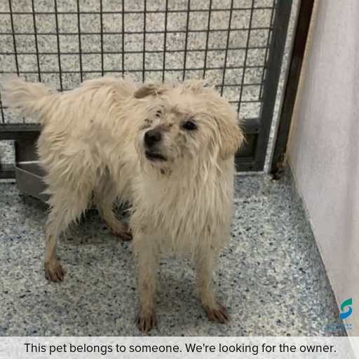 Photo of dog with ID of : D250436.