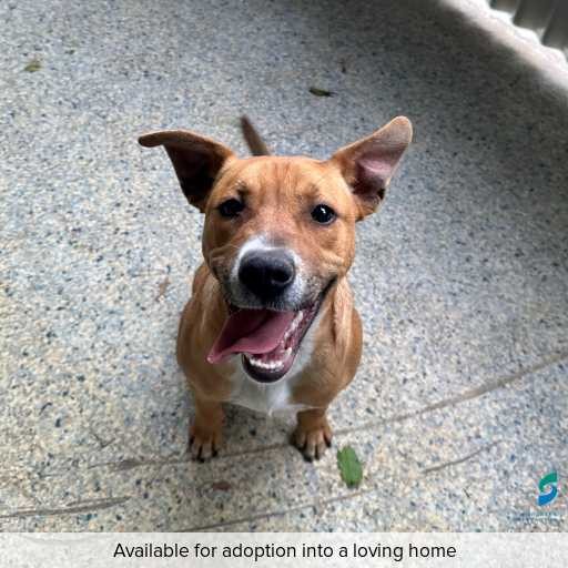 Photo of dog with ID of : D250582.