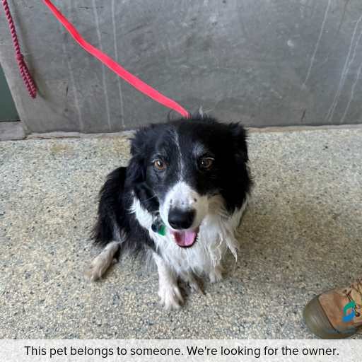 ID: D250591 Photo of dog with ID of : D250591.