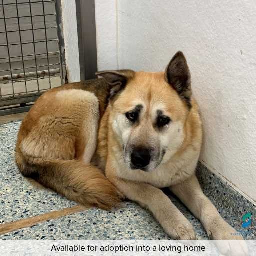 ID: D250366 Photo of this dog.