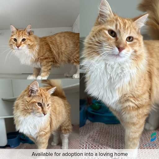 ID: C250869 Photo of cat with ID of : C250869.