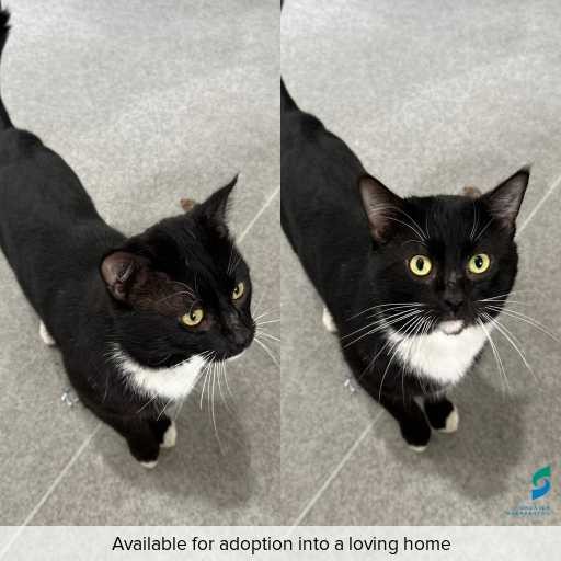 Photo of cat with ID of : C250824.