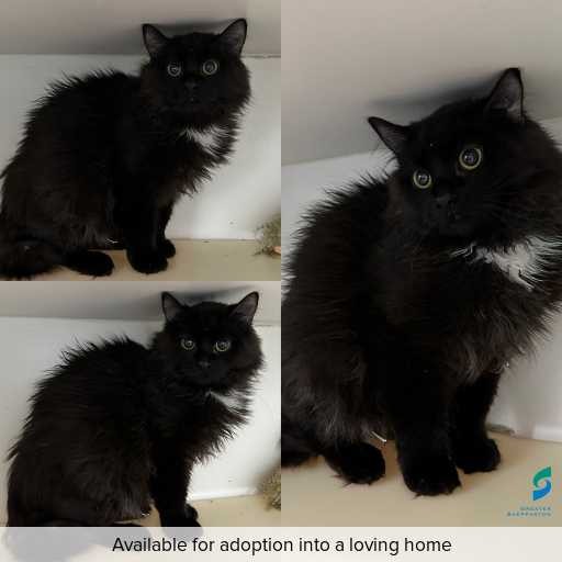 Photo of cat with ID of : C250723.