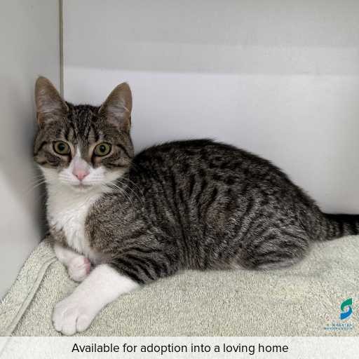 Photo of cat with ID of : C250845.