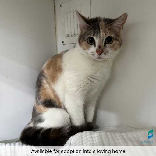 Photo of cat with ID of : C250809.