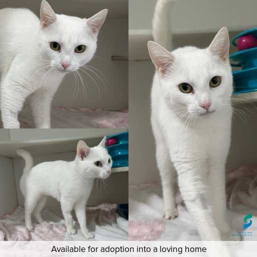 Photo of cat with ID of : C250876.
