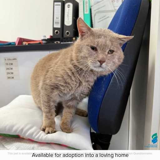 Photo of cat with ID of : C250718.