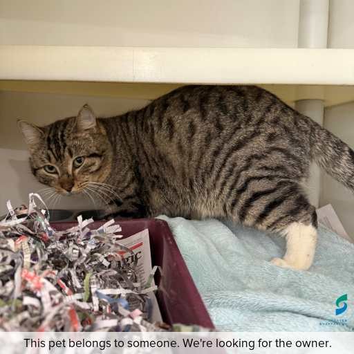Photo of cat with ID of : C250818.