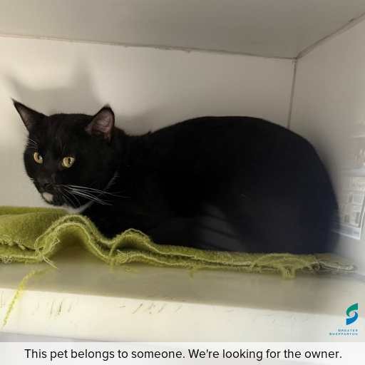 Photo of cat with ID of : C250824.