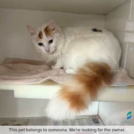 Photo of cat with ID of : C250825.