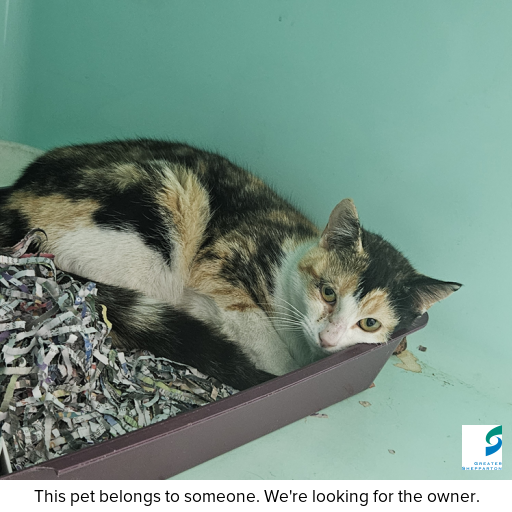 Photo of cat with ID of : C250960.