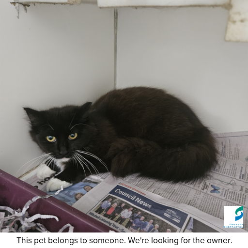 Photo of cat with ID of : C250964.
