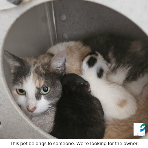 Photo of cat with ID of : C250972.