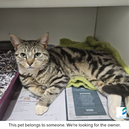 Photo of cat with ID of : C250989.