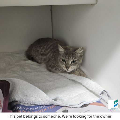 Photo of cat with ID of : C250990.