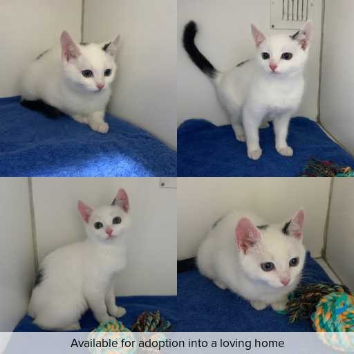 Photo of cat with ID of : C260624.