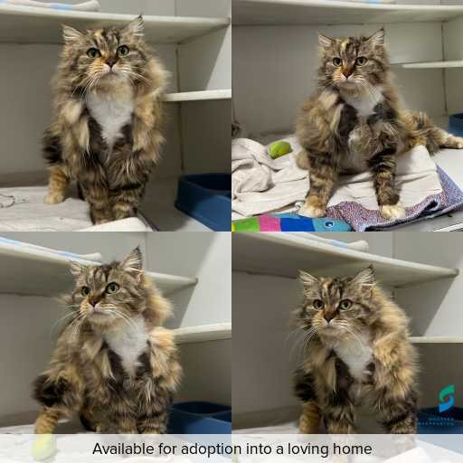 Photo of cat with ID of : C260678.