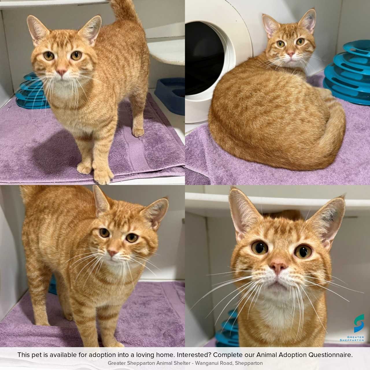 C260665 Timon