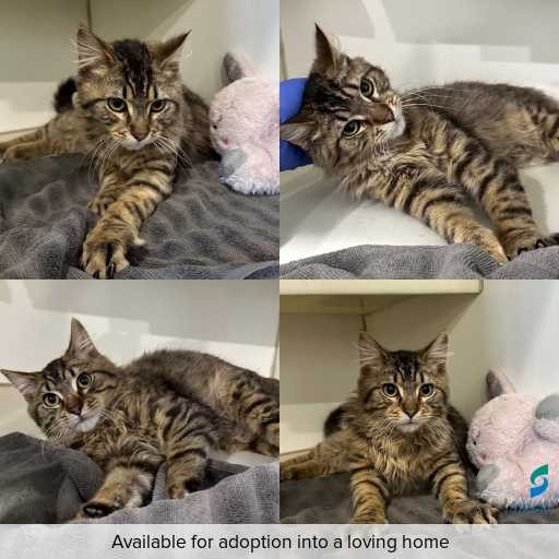 Photo of cat with ID of : C260666.