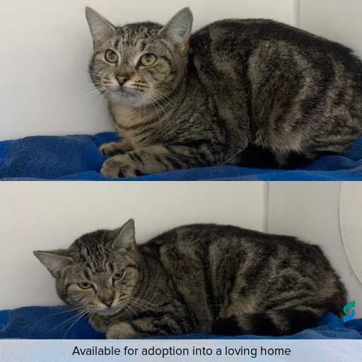 Photo of cat with ID of : C260675.