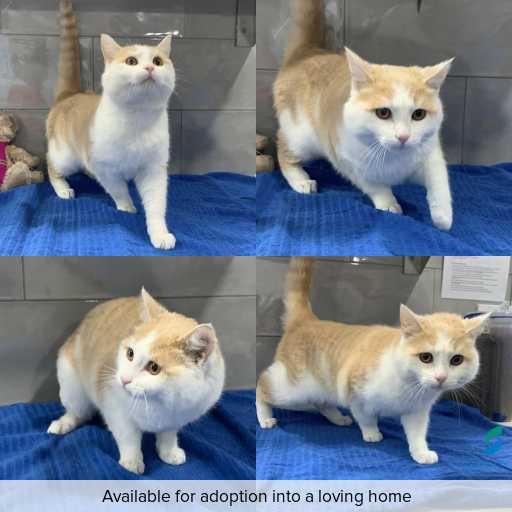 Photo of cat with ID of : C260699.