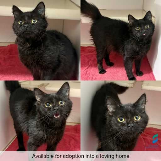 Photo of cat with ID of : C260721.