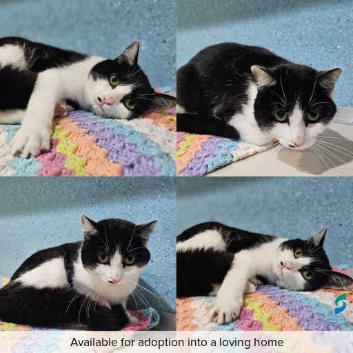 Photo of cat with ID of : C260745.